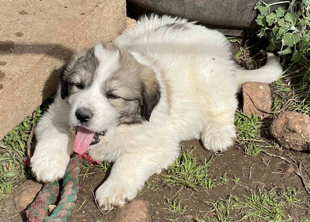 Great Pyrenees Puppies